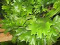 Dwarf Elkhorn Fern / Polypodium punctatum 